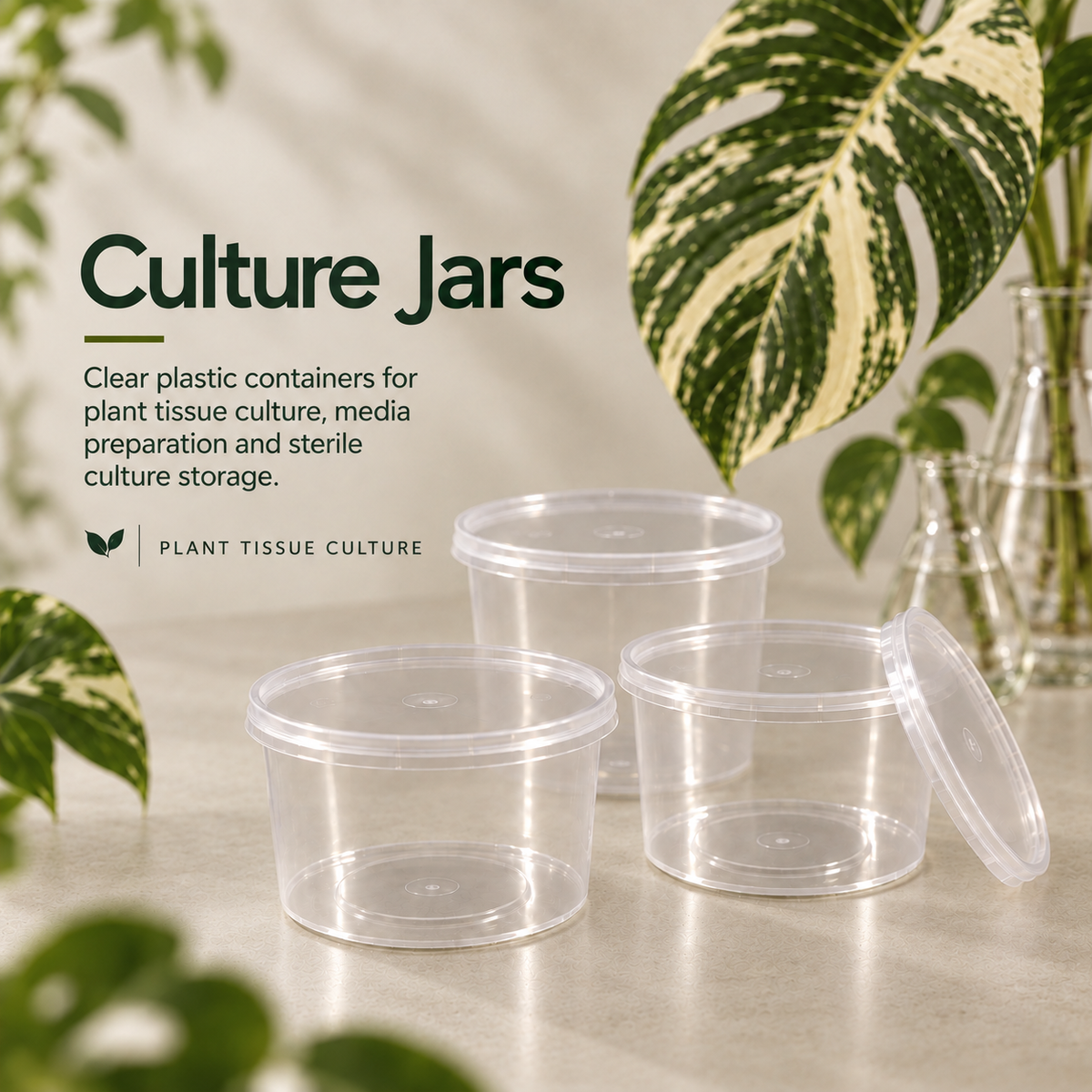 Tissue Culture Jars - 10x10x5cm