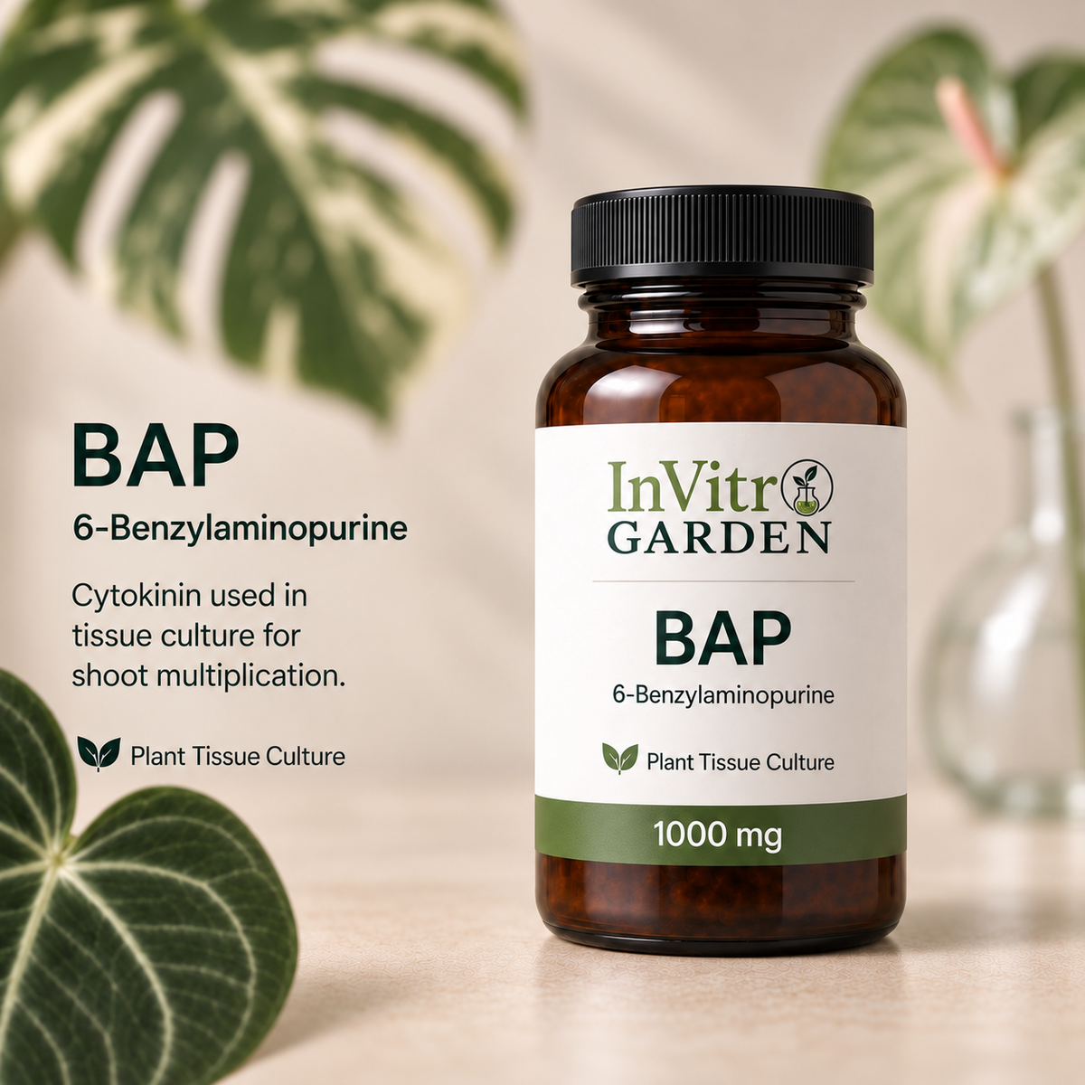 6-Benzylaminopurine (BAP)